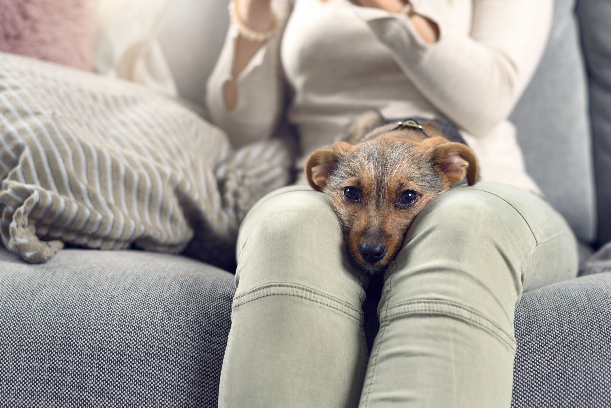 Stop Your Dog Digging in the Water Dish - Vetstreet