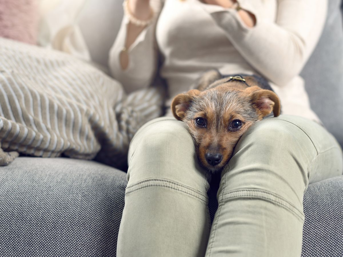 Am I a Bad Pet Owner if I Leave My Dog Alone for 10 Hours a Day? -  Vetstreet