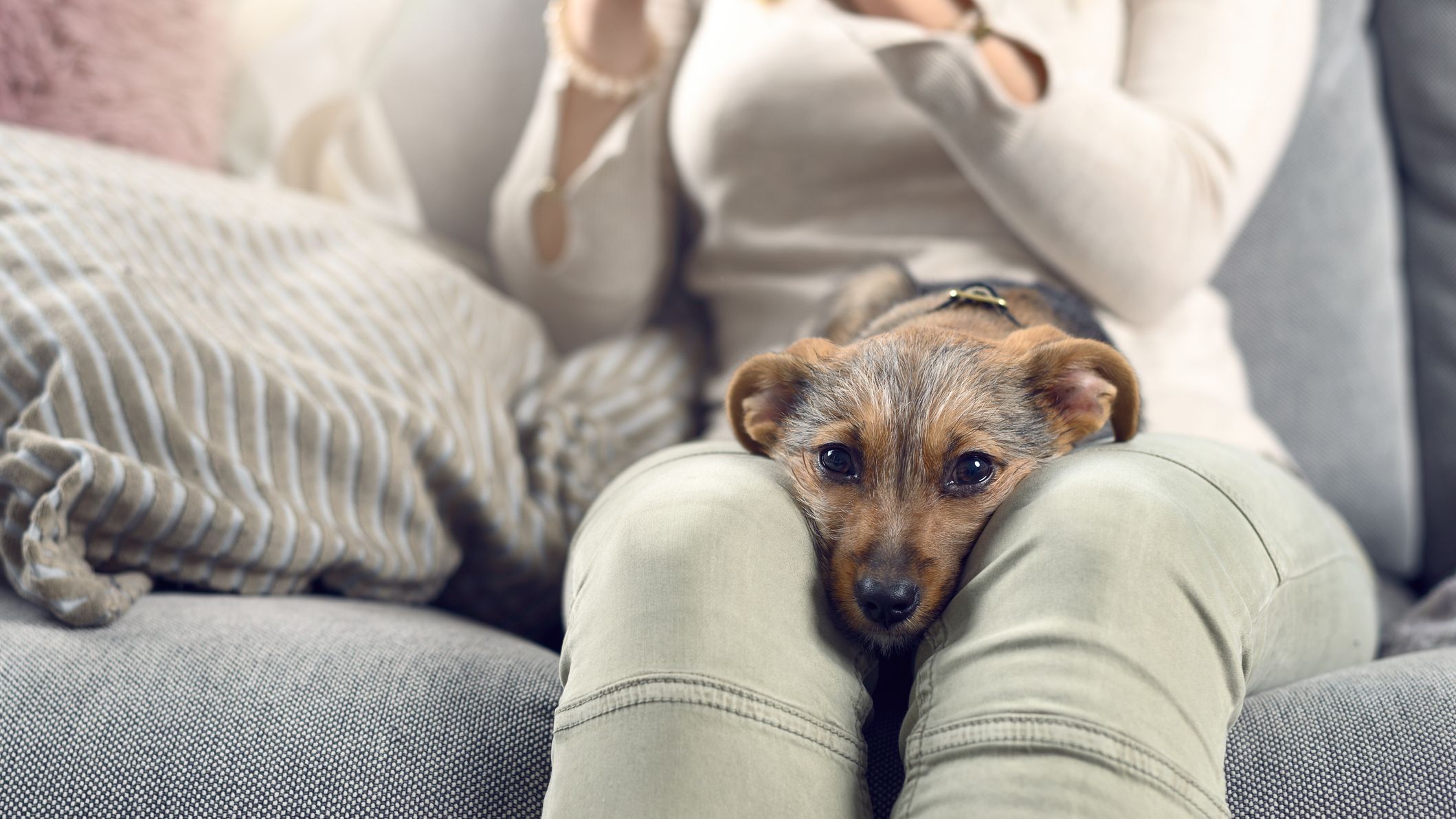 https://hips.hearstapps.com/hmg-prod/images/contented-little-dog-sleeping-on-its-owners-lap-royalty-free-image-641666120-1551114925.jpg?crop=1xw:0.84296xh;center,top