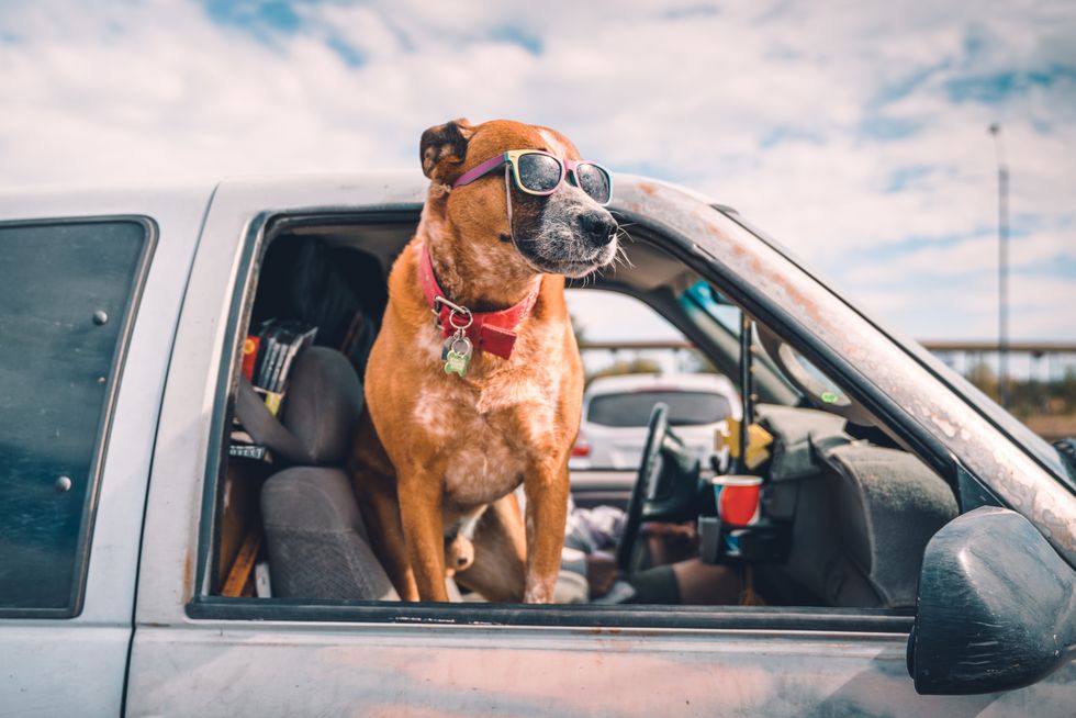 un perro con gafas de sol asomado a la ventanilla de un coche