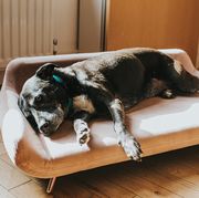 cooling dog bed