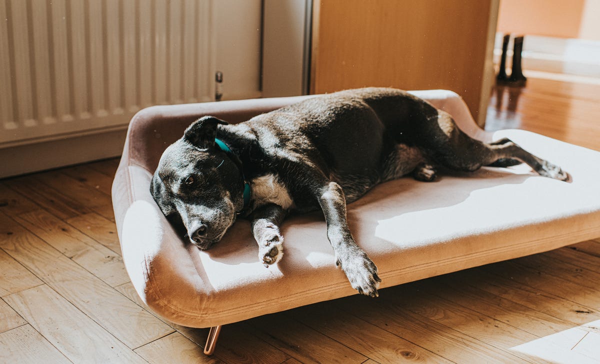 cooling dog bed