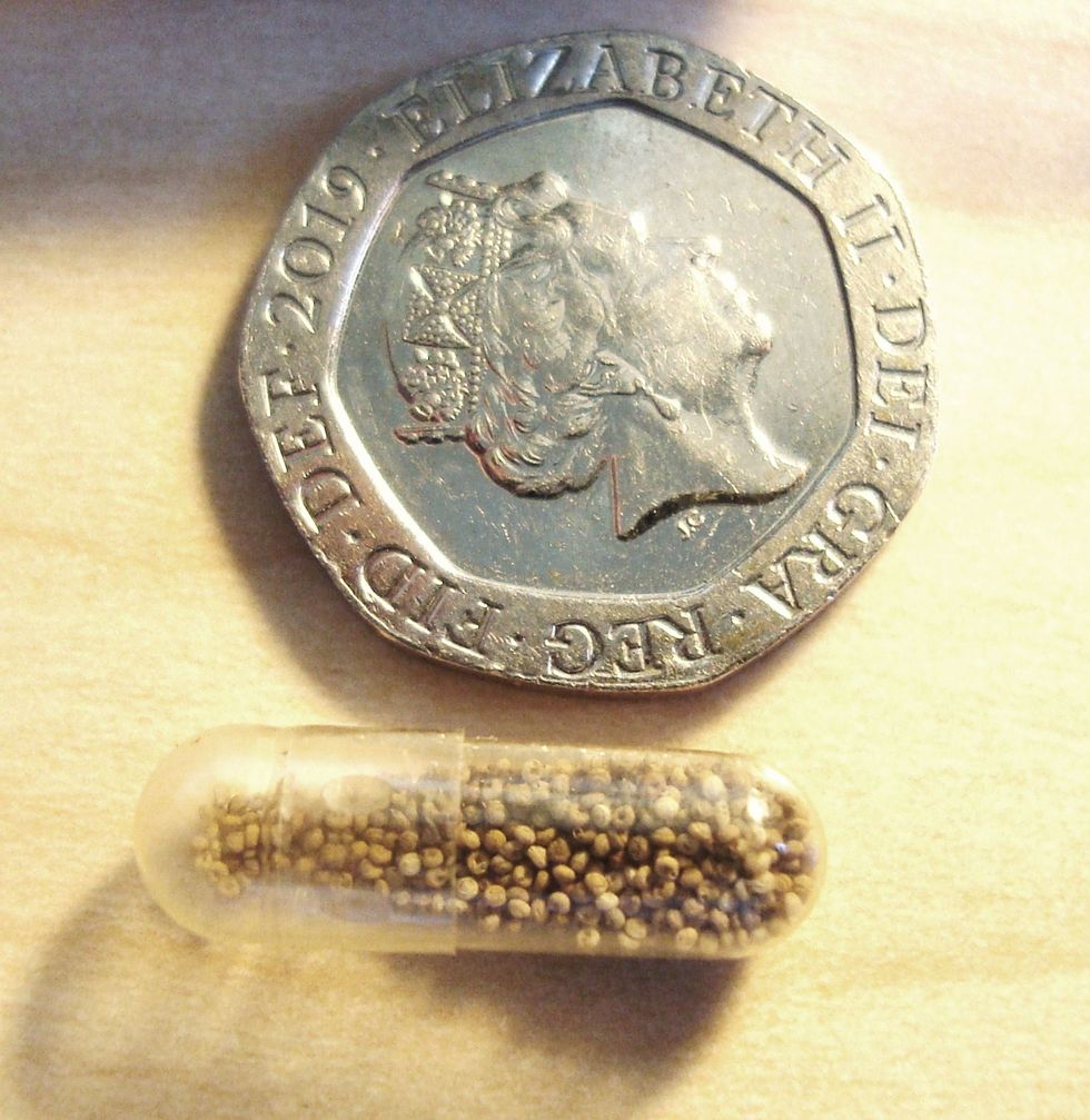 Shells of the second smallest species Angustopila coprologos in a gelatin capsule next to a British 20 pence coin which is roughly the same diameter as a US nickel