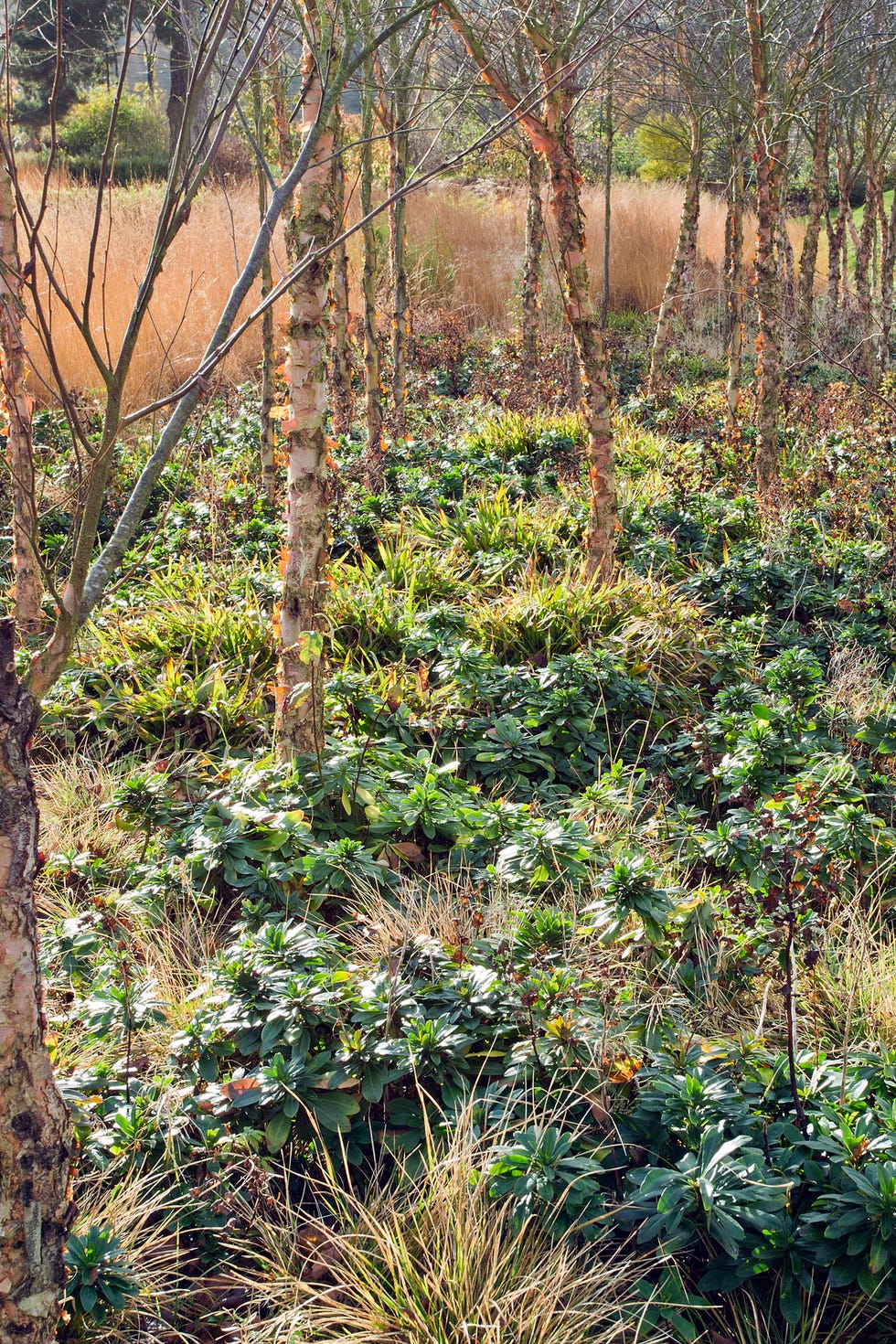 Copse of Trees Betula Nigra Black Birch