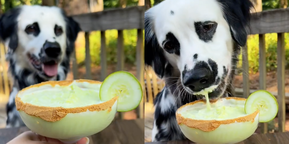 preview for I Ate Like My Dog For A Week And Lived To Tell The Tail