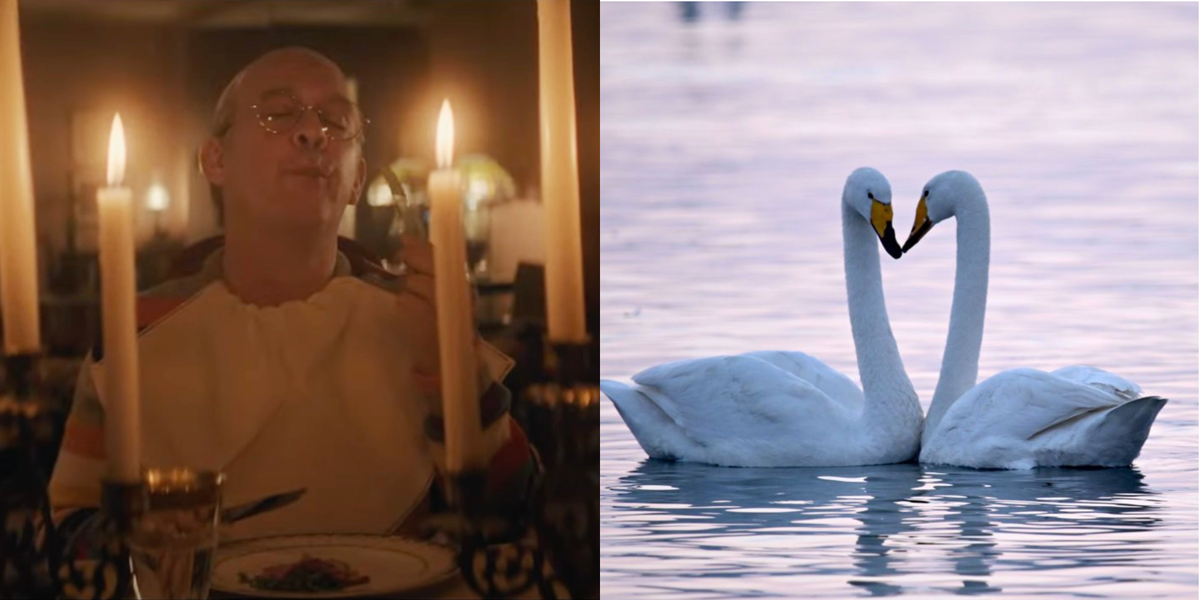 is-it-legal-to-eat-swan-what-does-swan-taste-like