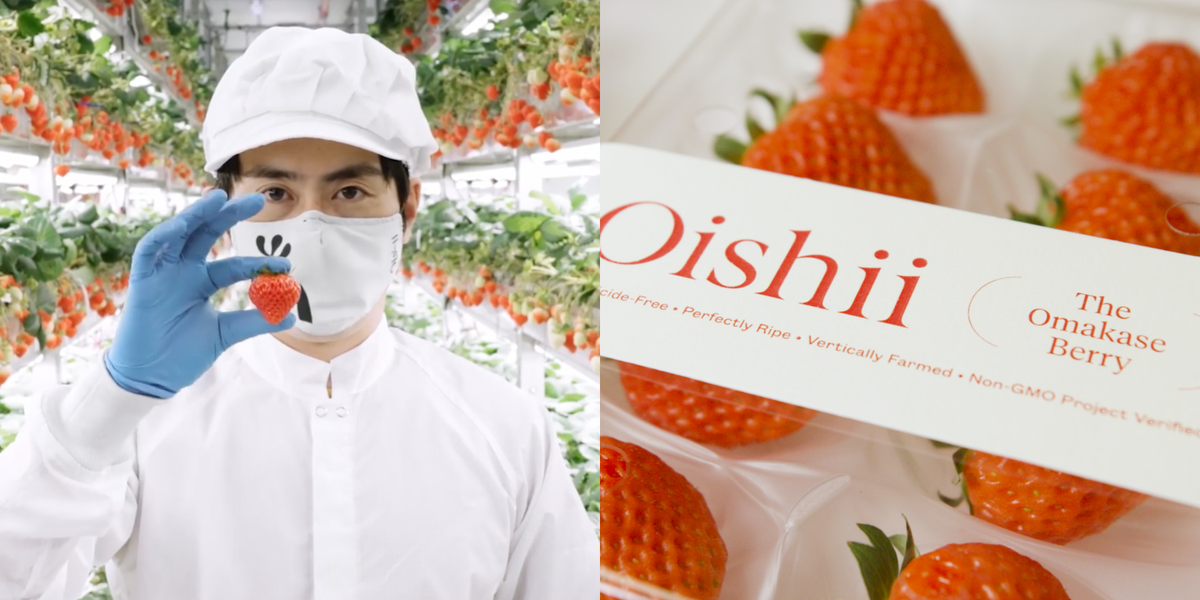 preview for How Oishii Grows Some Of The Most Expensive Strawberries In The World
