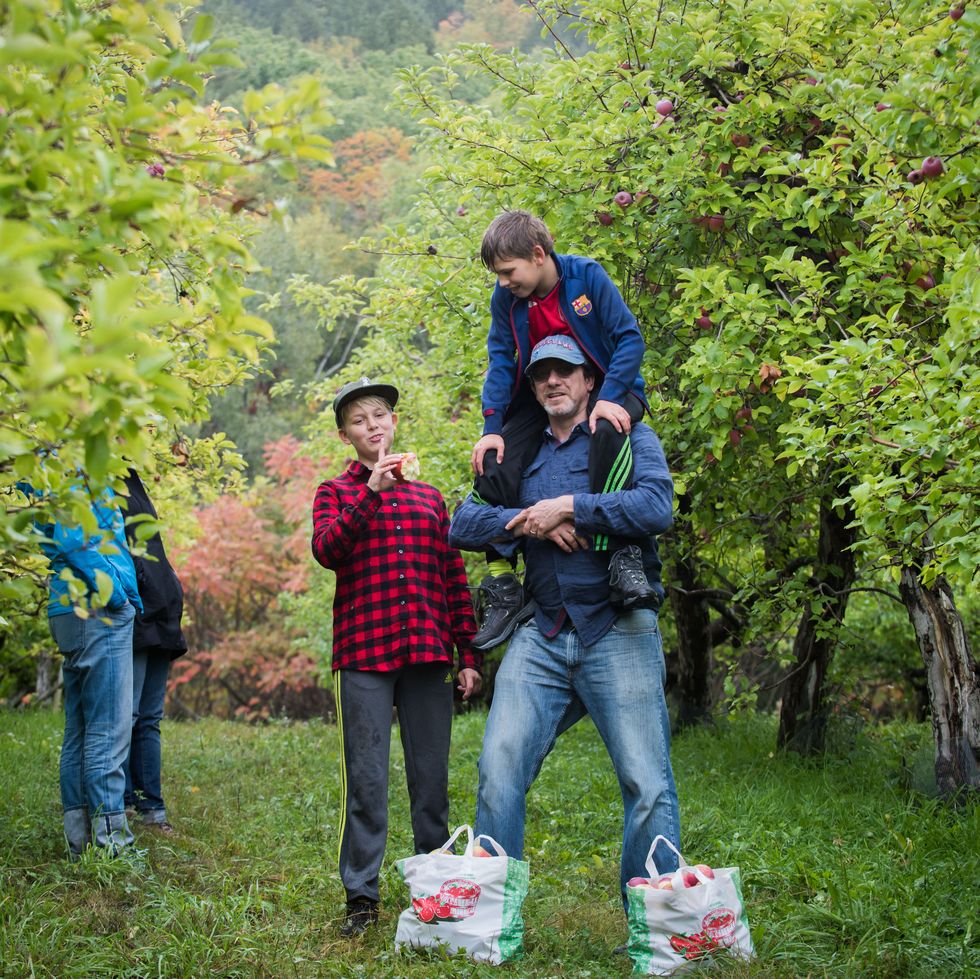 dad in orchard with bags of apples at his feet and son on his shoulders and another next to him