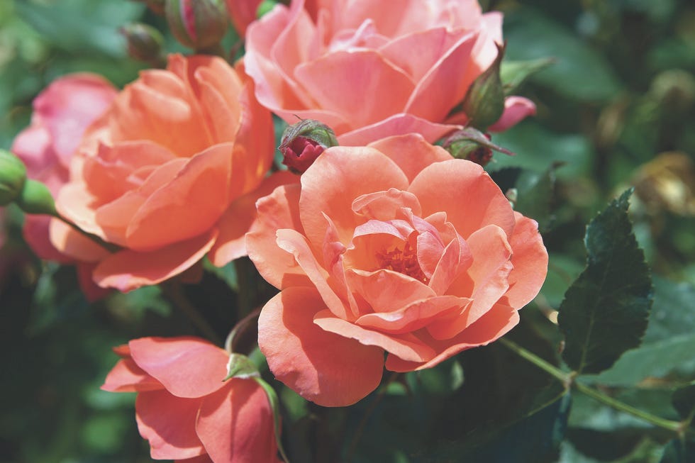 How to grow Knockout Roses