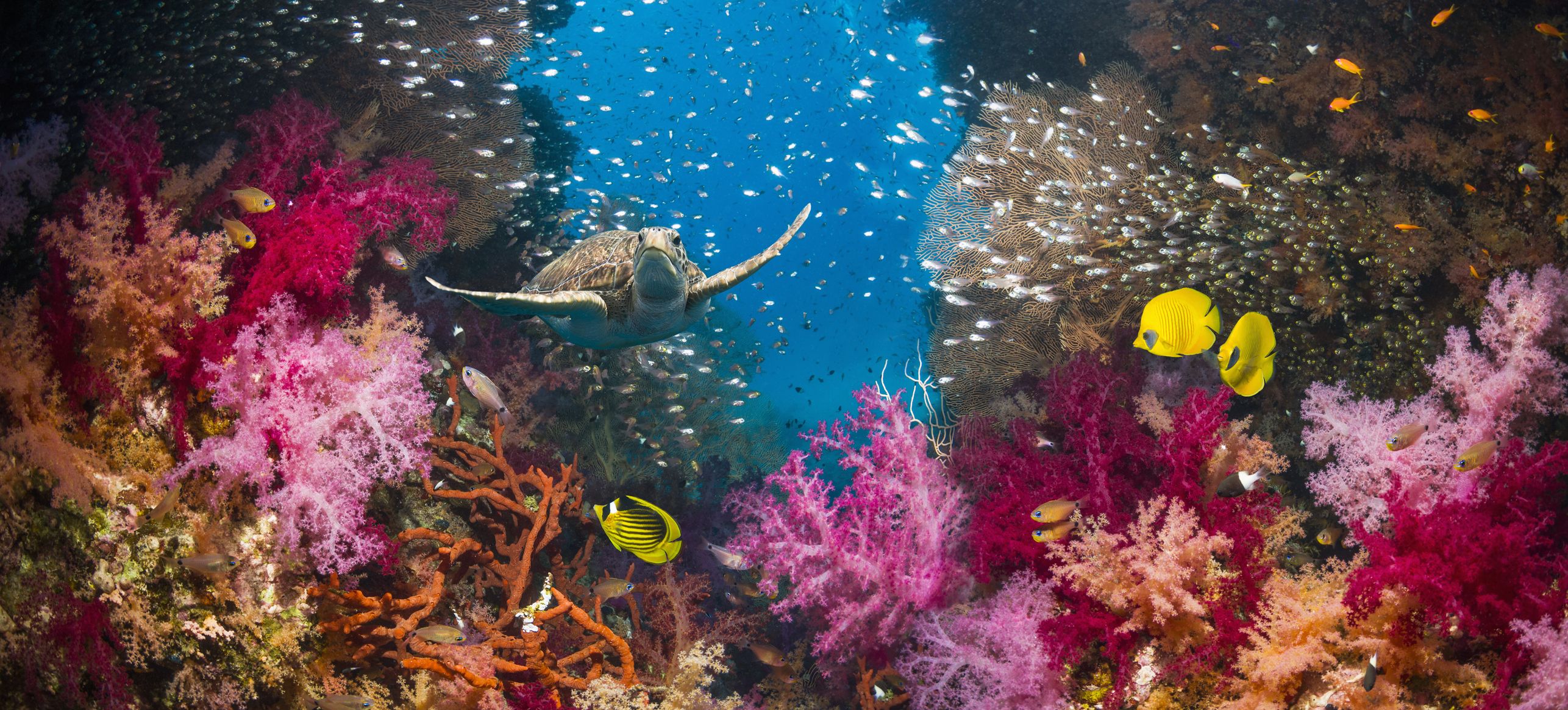 underwater marine life