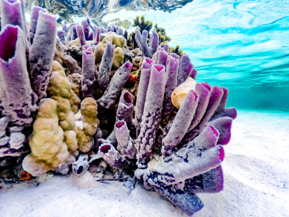 Corals Around Zanzibar
