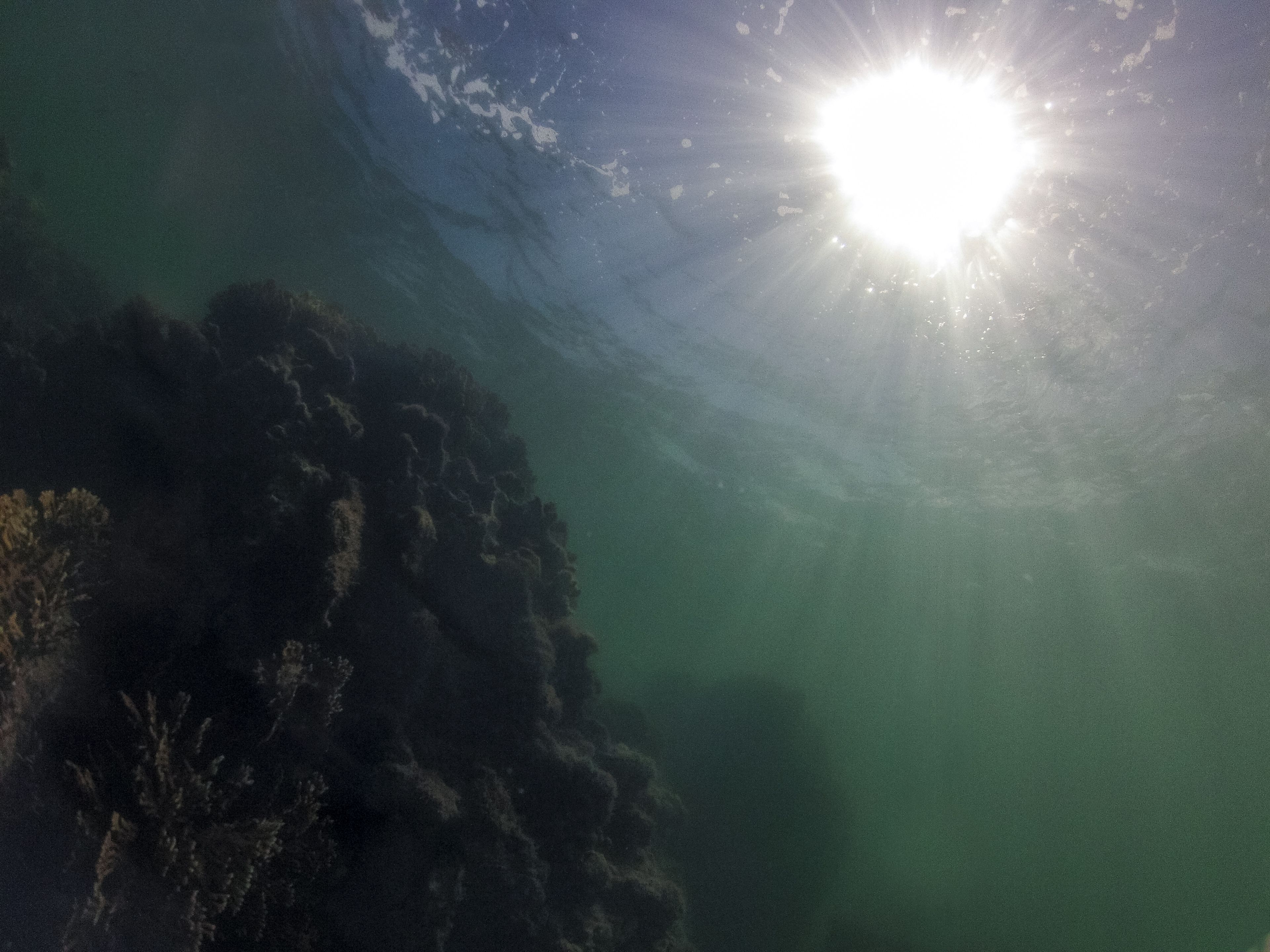 corals-under-the-sea-royalty-free-image-1749749994.pjpeg