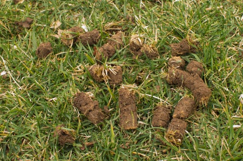 why lawn looks bad core aeration