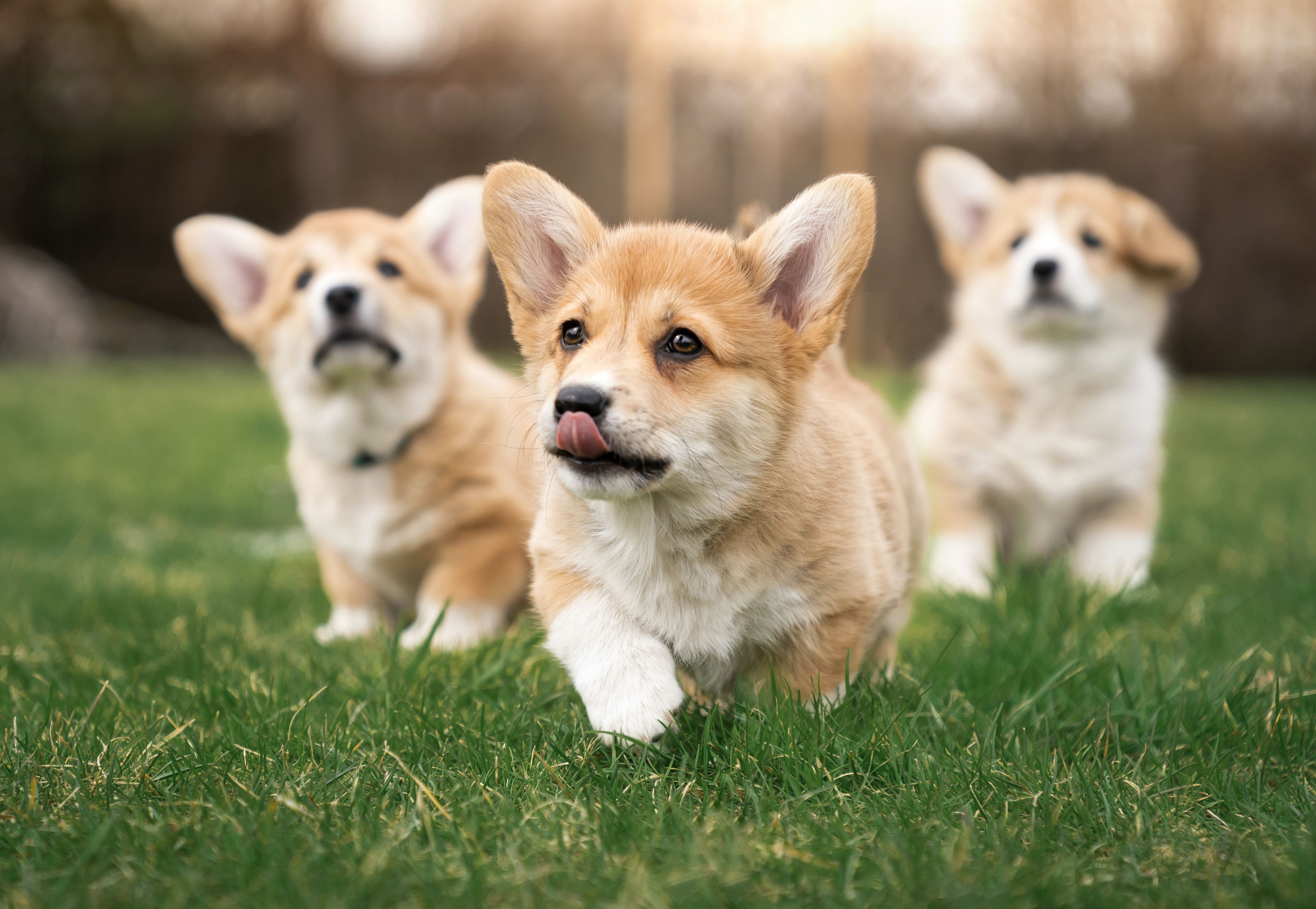 Just in Time for the Queen's Platinum Jubilee, We Give You 'Corgis