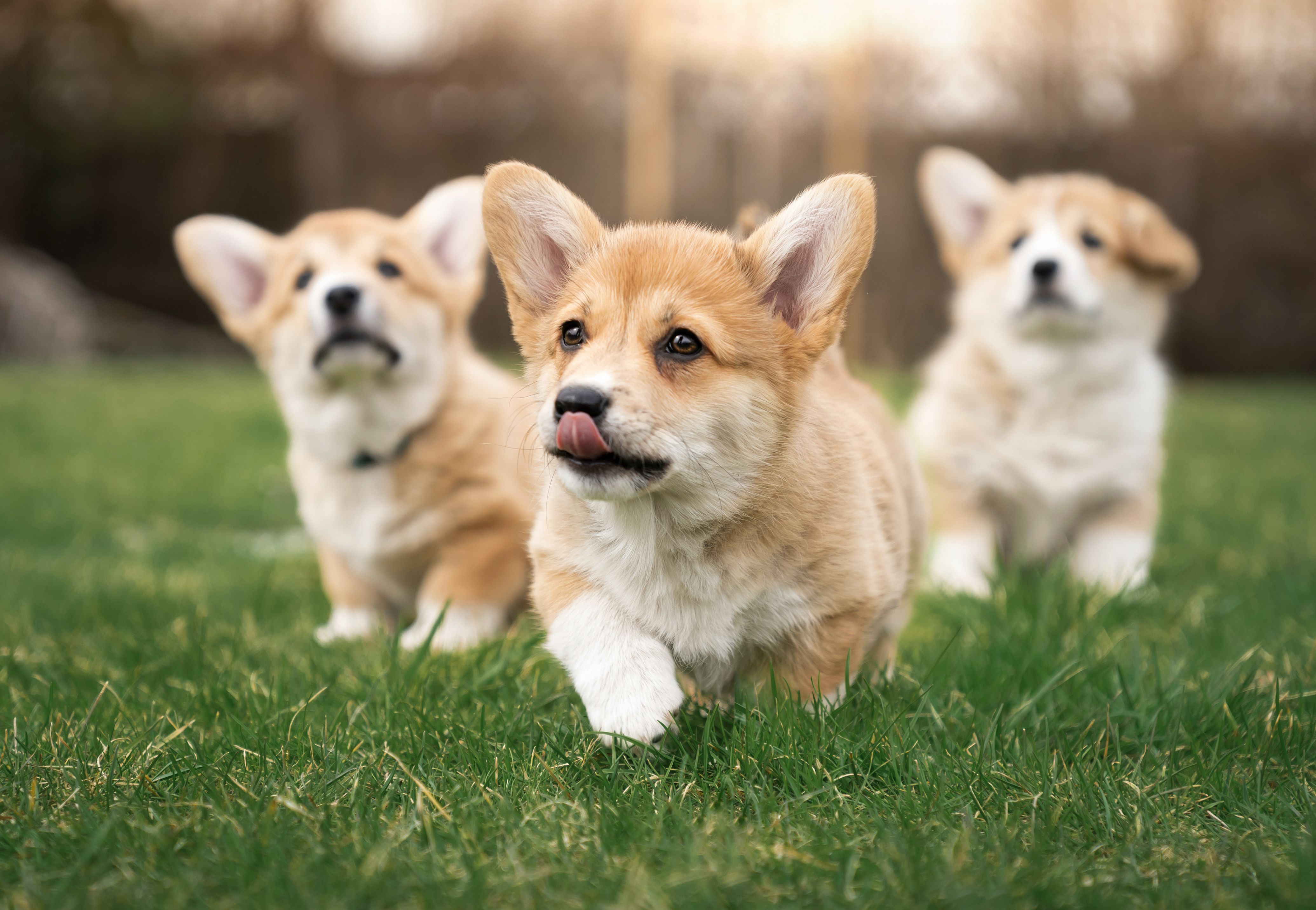 Corgi family hot sale dog