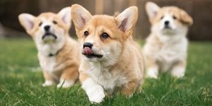 a corgi café is opening in london to celebrate the queen’s platinum jubilee