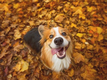 corgi in the fall