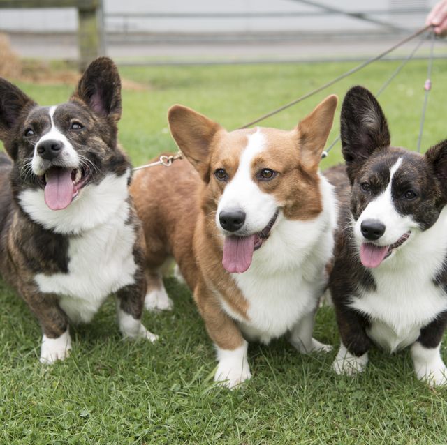 6 dog breeds gaining popularity since lockdown