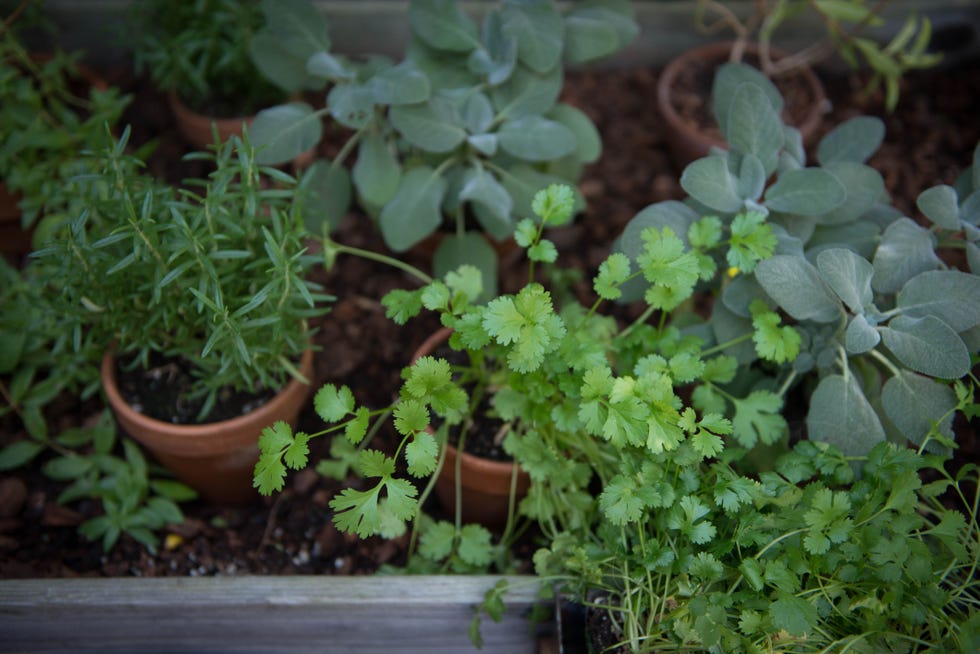 a group of potted plants