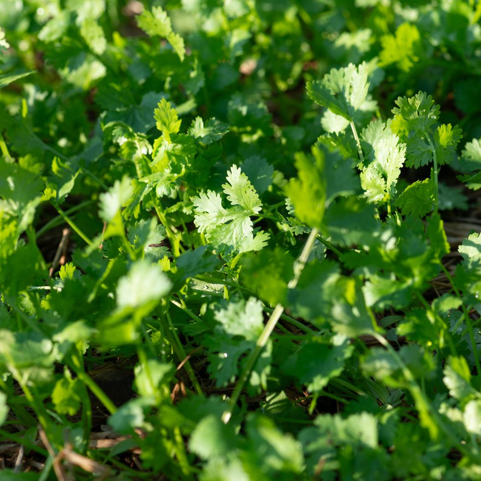 coriander cilantro. close up of coriander leaves in farm