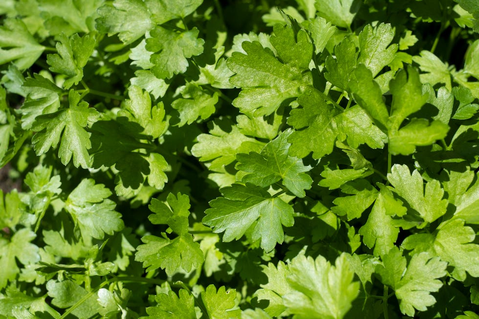 coriander cilantro