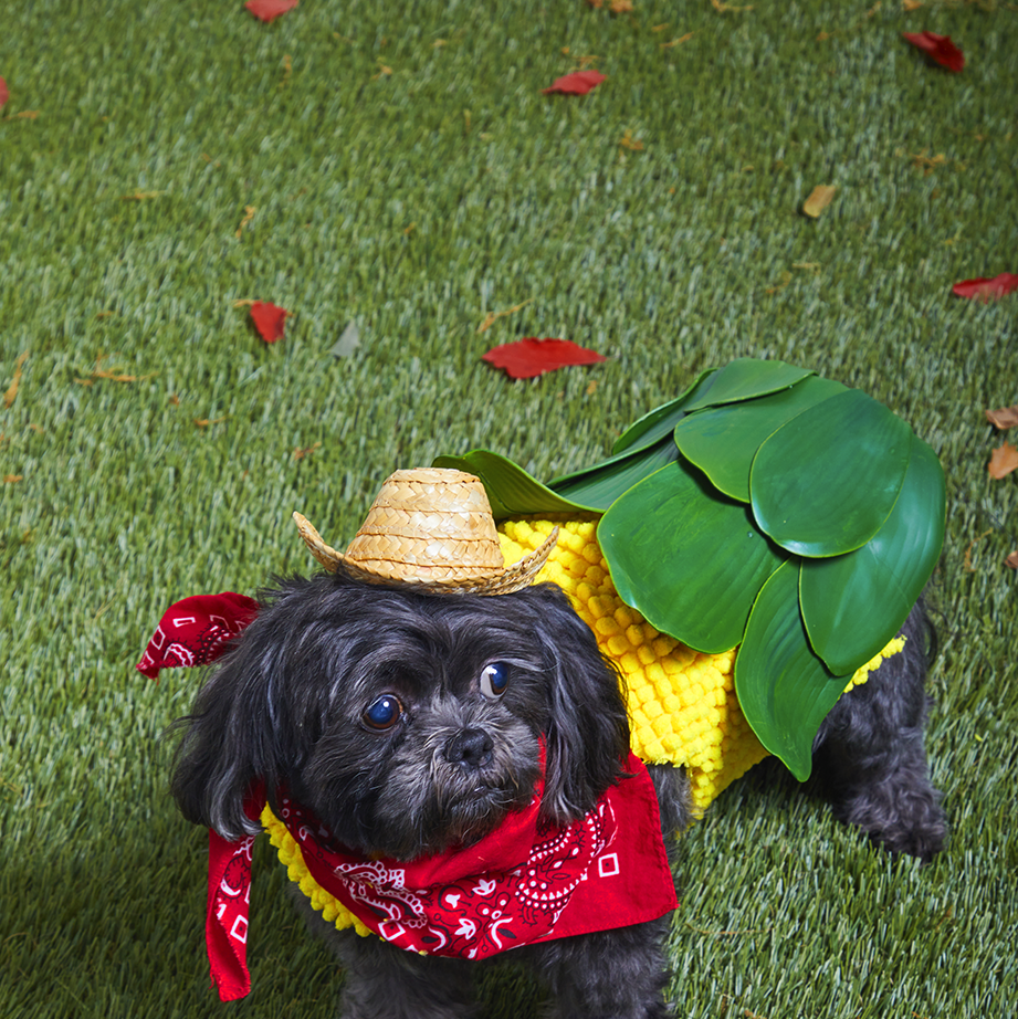 a black and gray shih tzu dog named buck dressed in a halloween costume that looks like an ear of corn and hes wearing a straw hat and red bandana