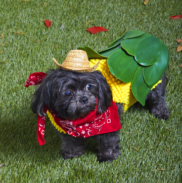 a black and gray shih tzu dog named buck dressed in a halloween costume that looks like an ear of corn and hes wearing a straw hat and red bandana