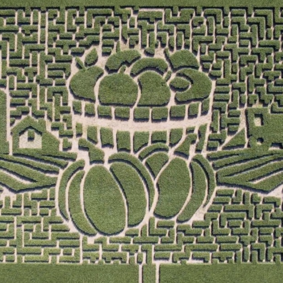 best corn mazes