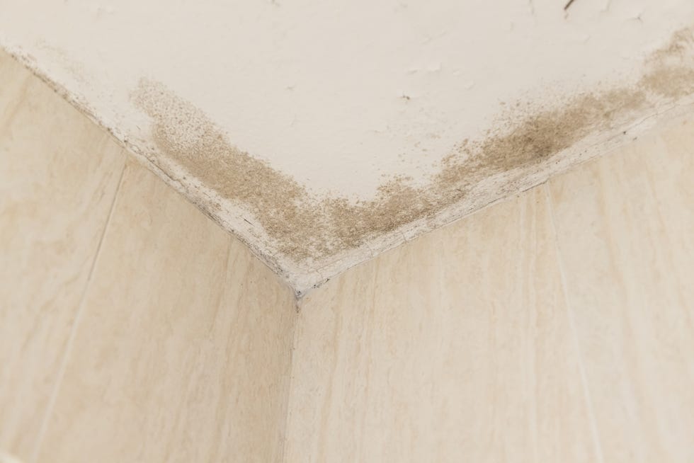 corner of the wall and ceiling of a house with damp, fungi and mold concept of condensation, damage, house, leak, humidity, bathroom, repair, sanitation, respiratory virus and fix