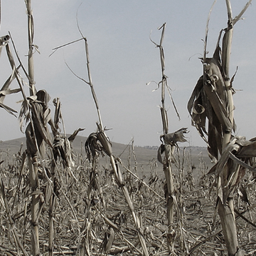 Cornfield without bees