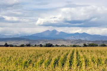 cornfield in the rockies