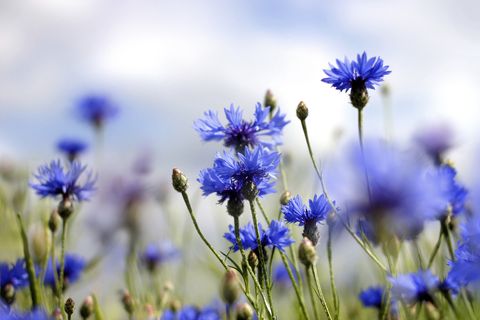 a blue fall cornflowers