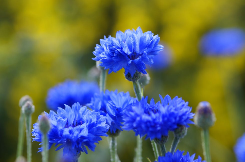 cornflowers