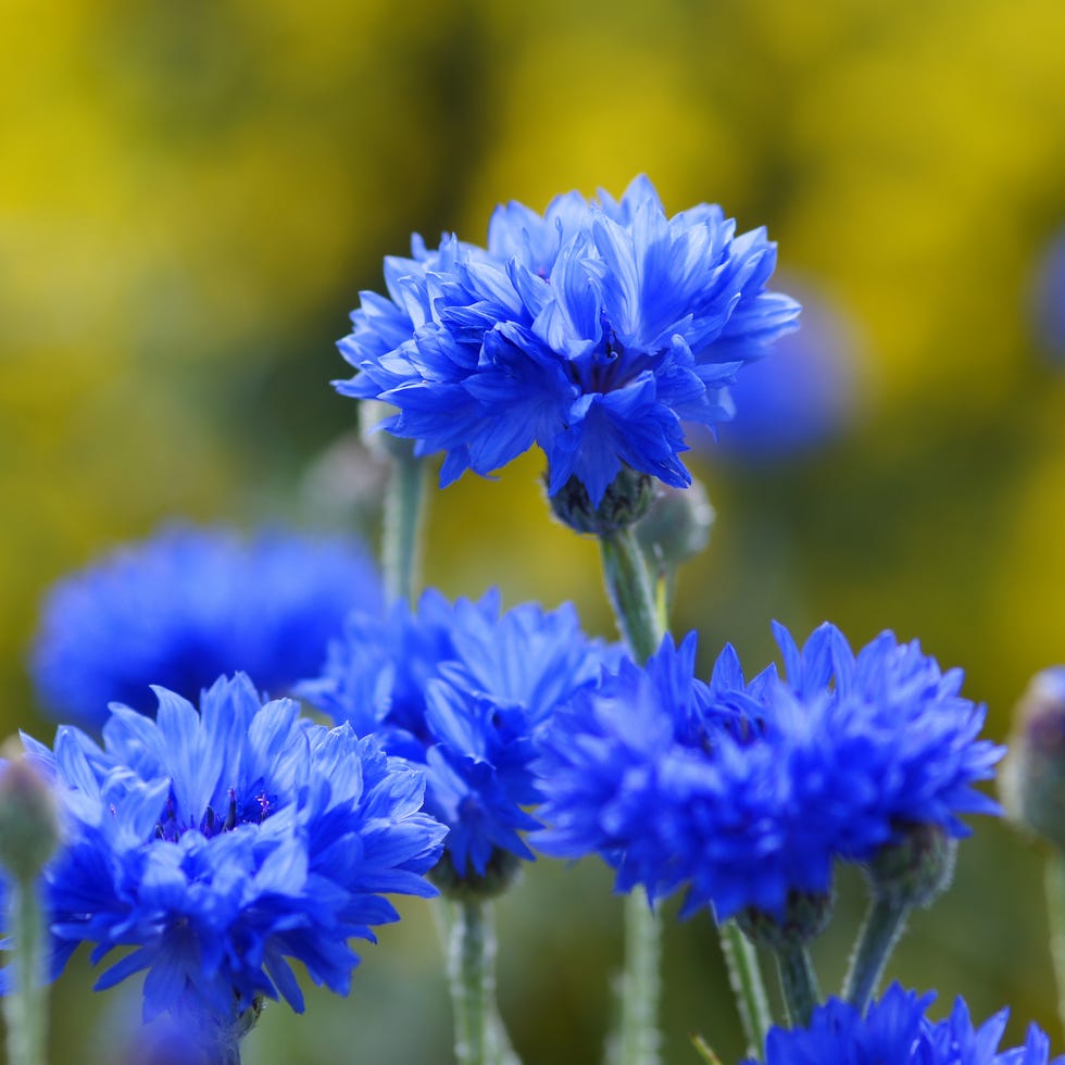 Cornflowers cornflowers