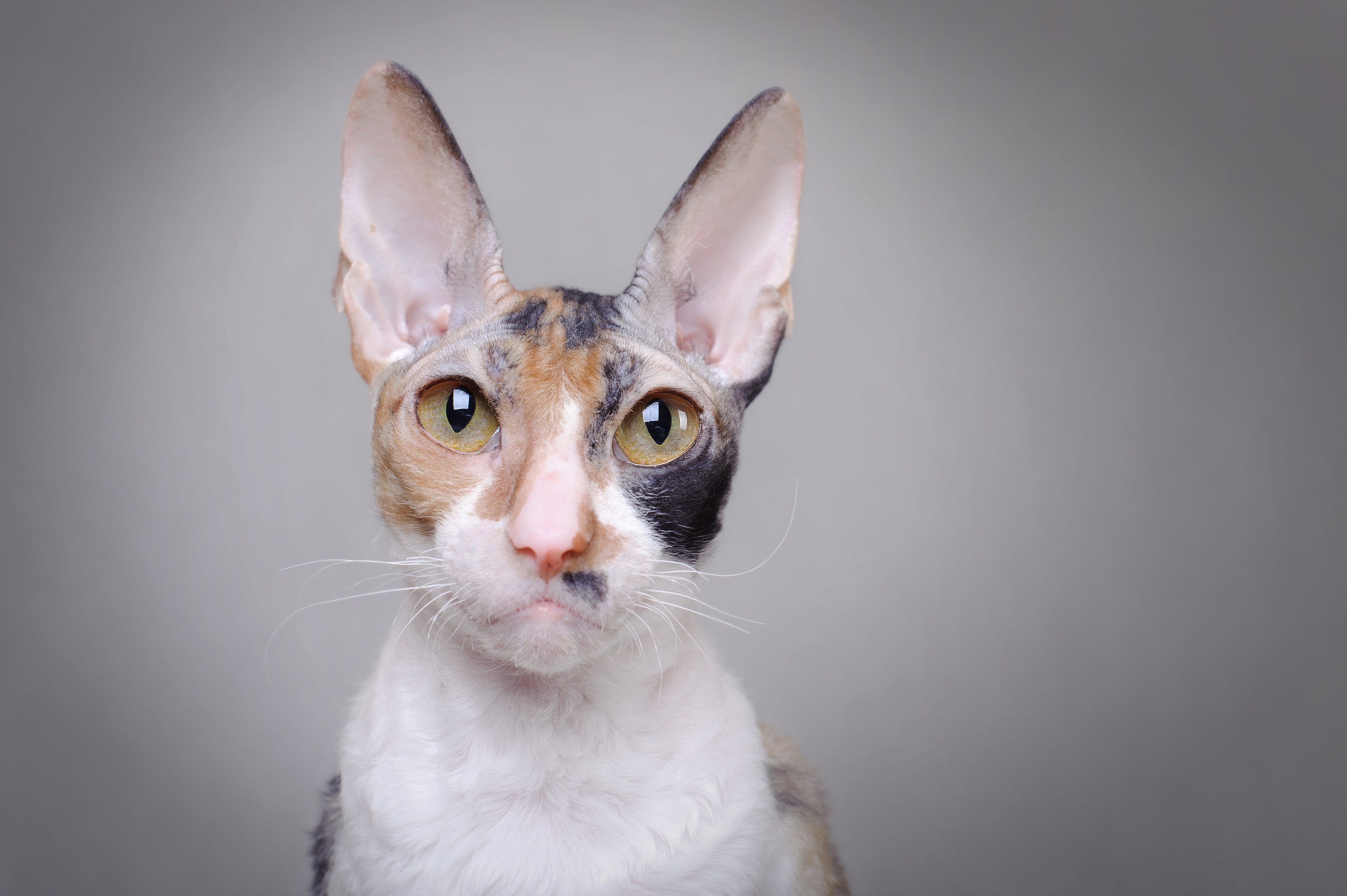 razas gatos naranjas