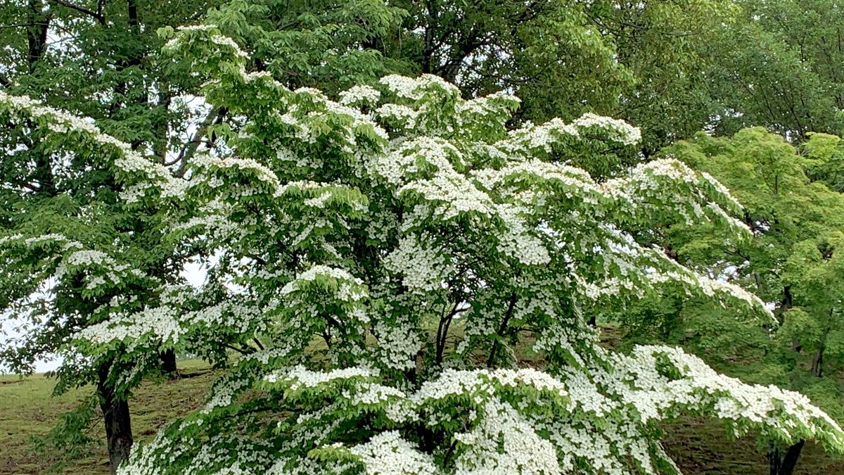 11 Best Trees and Shrubs With White Flowers