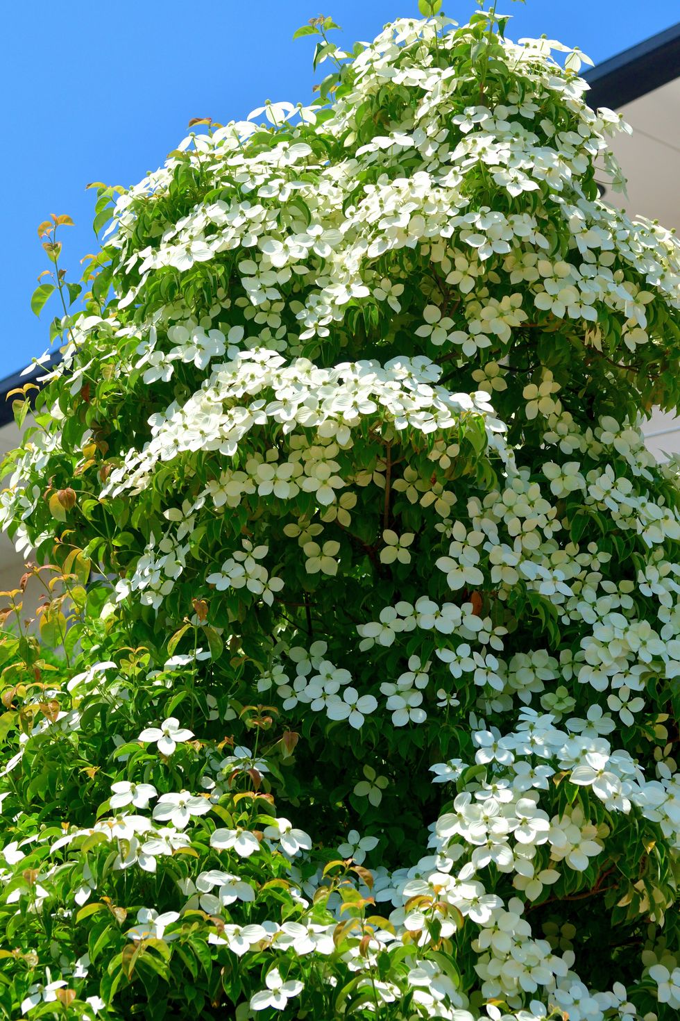 cornus kousa / kousa dogwood / japanese dogwood flower