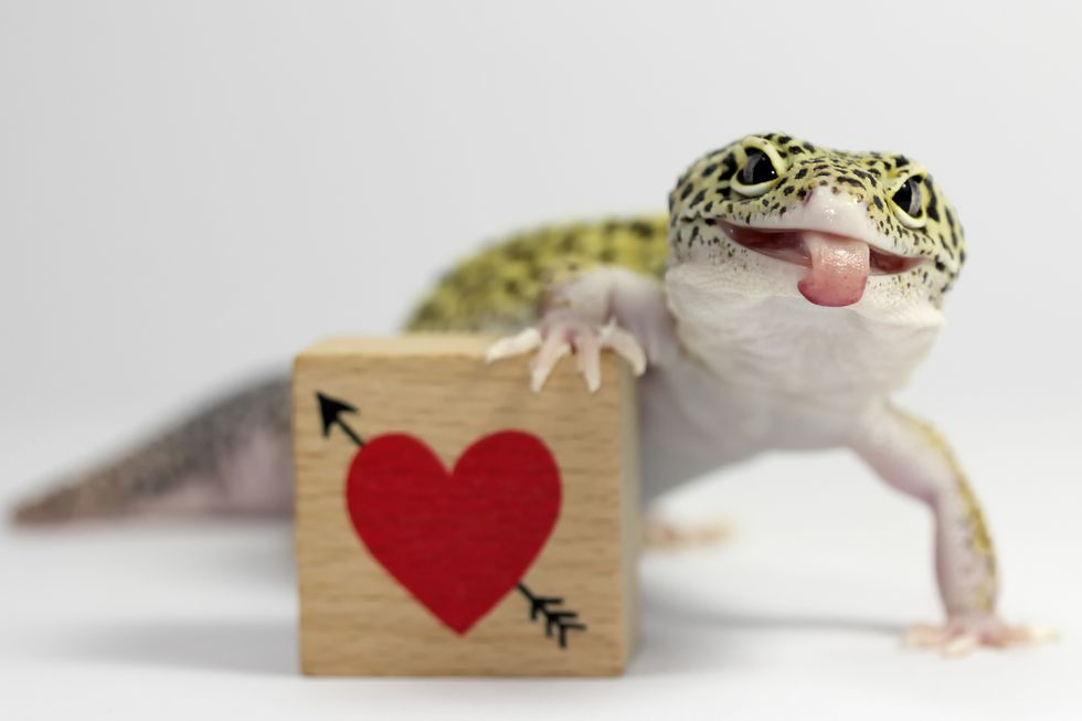 lizard and heart stamp