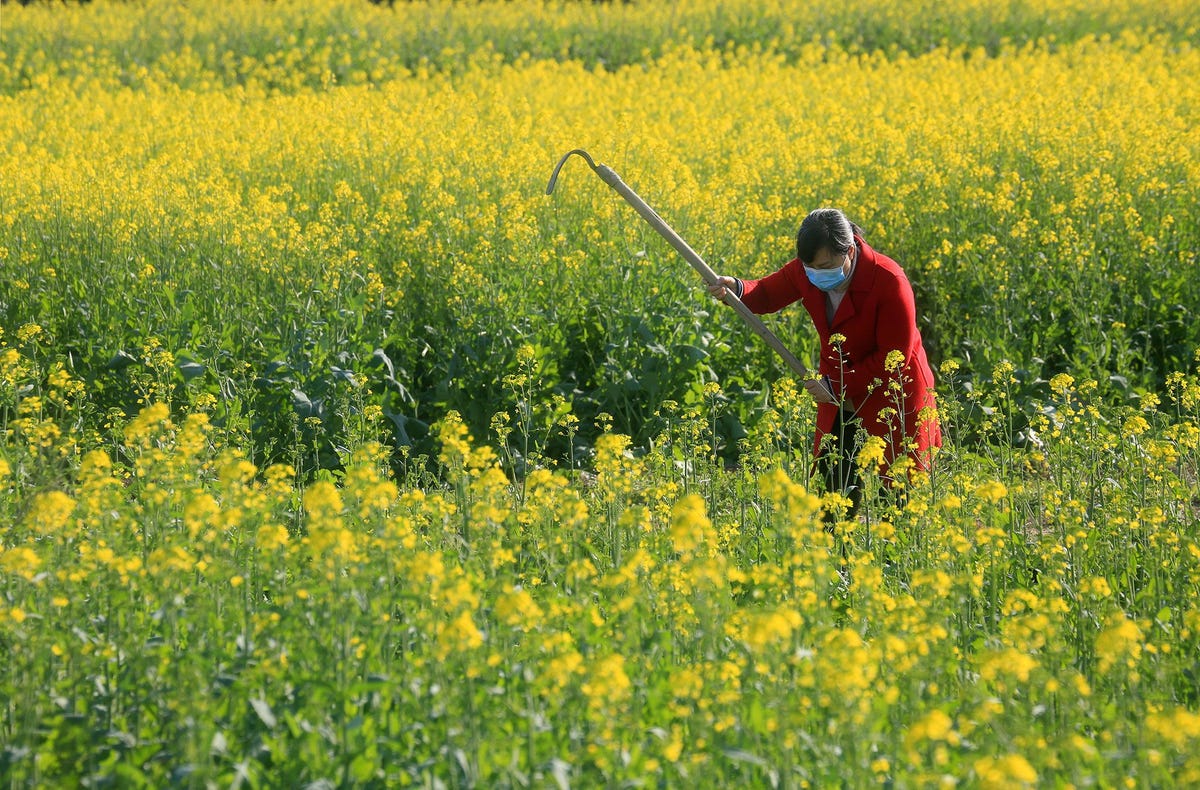 Te midden van zorgen over de verspreiding van het nieuwe coronavirus bewerkt een dorpeling een akker in de Chinese provincie Jiangxi 18 februari 2020 Sommige virussen zoals griepvirussen zijn seizoensgebonden wat betekent dat ze zich beter kunnen verspreiden in droge en koude lucht Maar het is nog onduidelijk of het nieuwe coronavirus seizoensgebonden is
