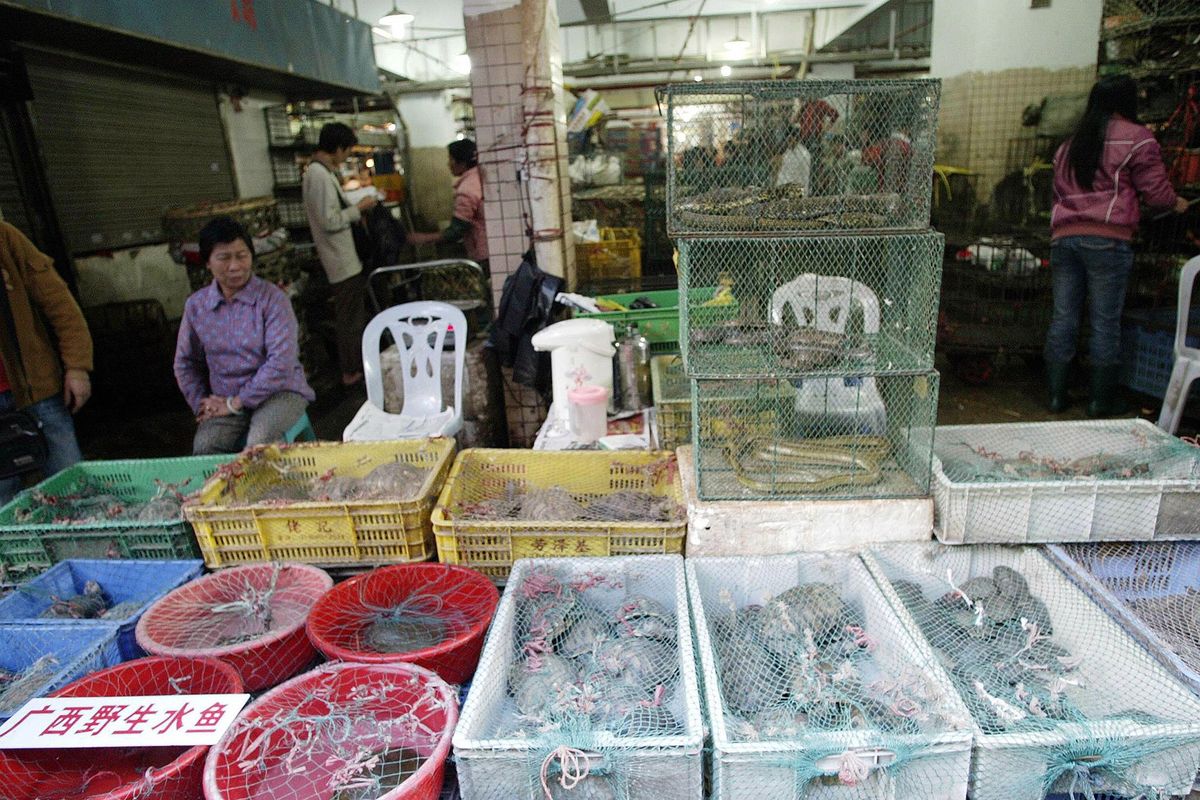 Op een markt voor wilde dieren in Shenzhen tonen verkopers de reptielen en zoogdieren die ze te koop aanbieden In China kunnen 54 diersoorten worden verhandeld voor consumptie Door het coronavirus is de handel in levende wilde dieren internationaal onder de aandacht gekomen