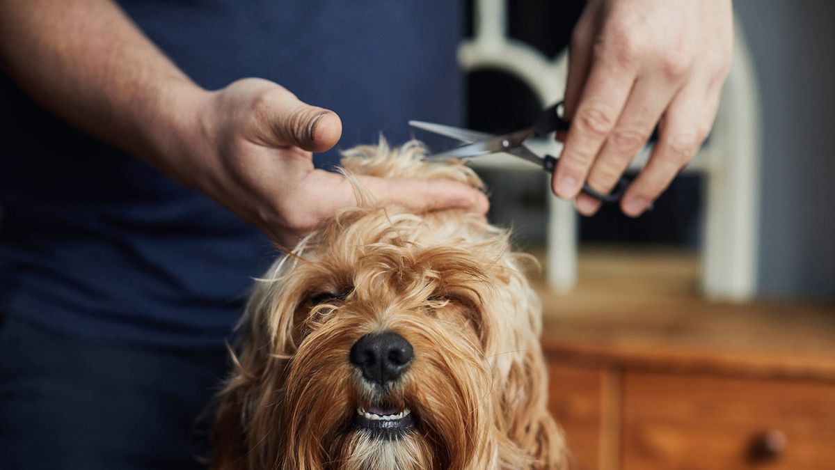 25 ideas de Bañeras para mi peluqueria Canina  peluqueria canina,  peluquería de perros, baño para perros