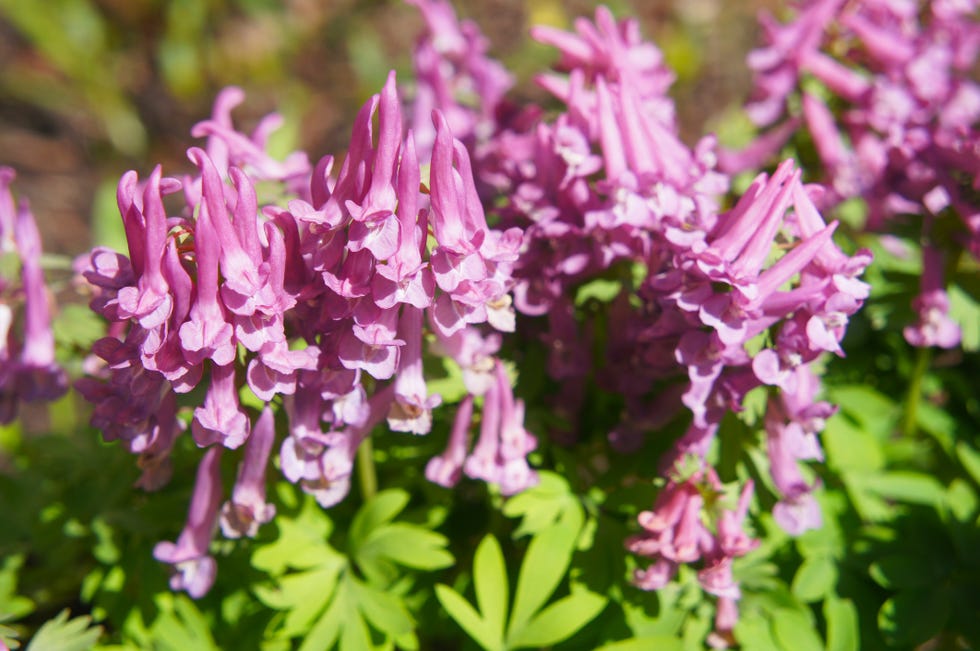 best shade perennial corydalis