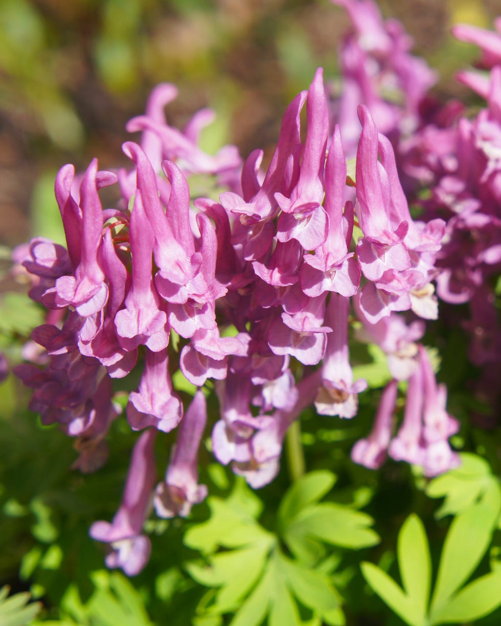 Corydalis pink spring flowers