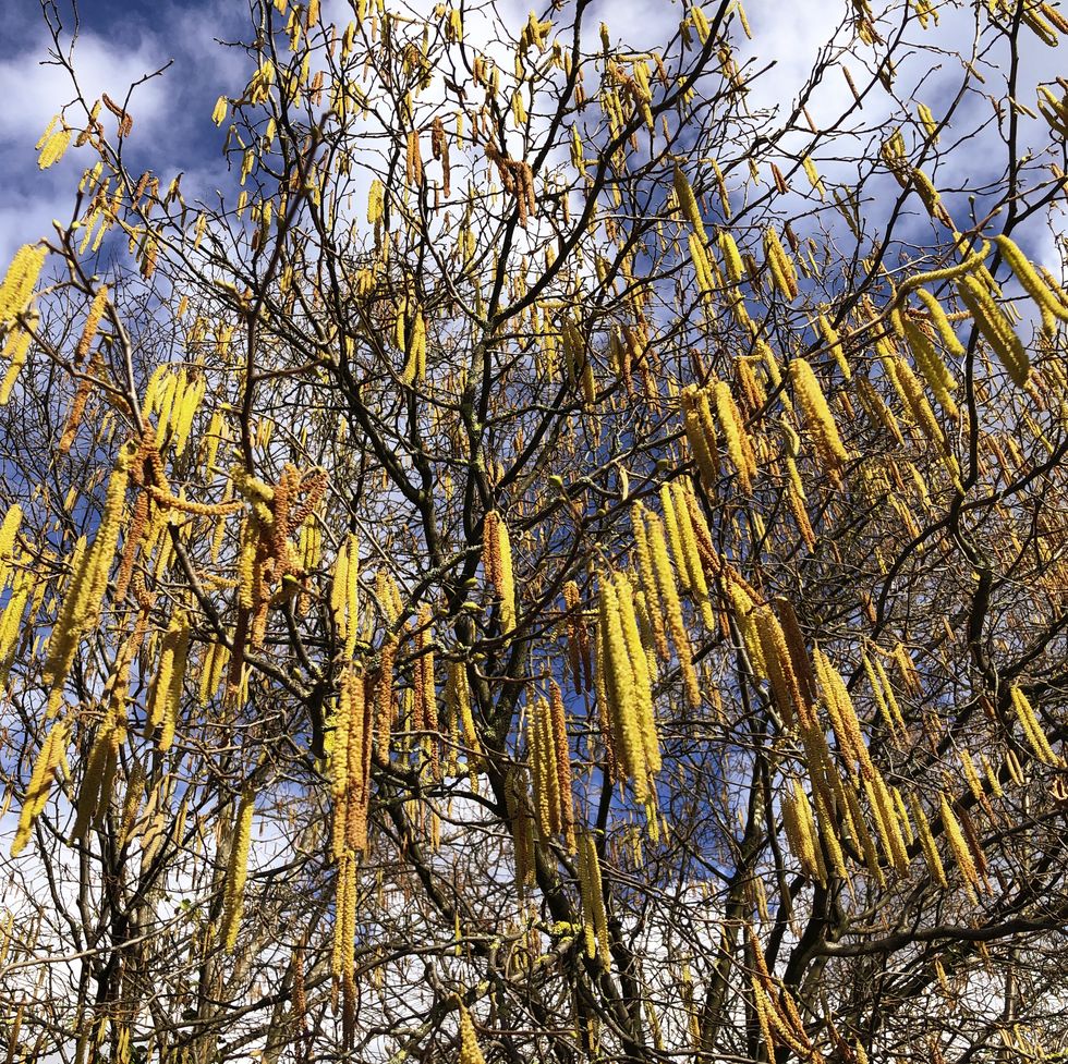 hazel tree