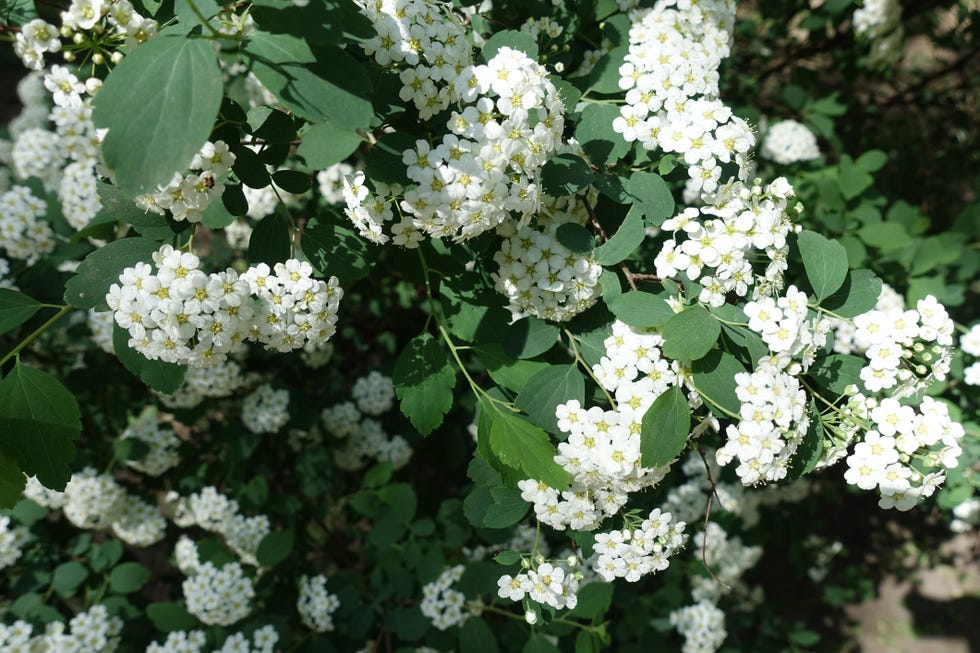 best flowering shrubs spirea