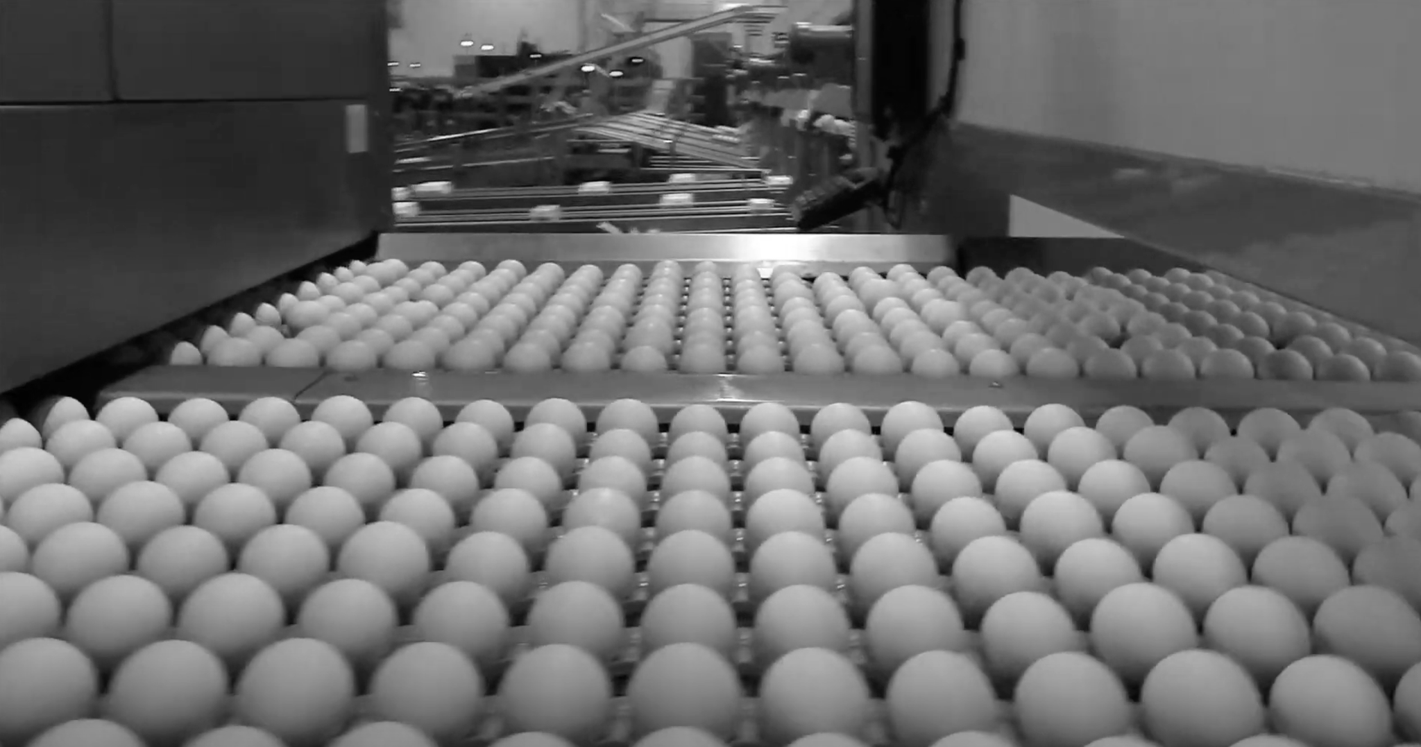eggs in conveyor