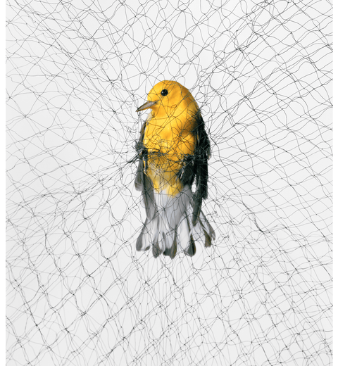 yellow bird caught in a net    yellow bird caught in a net    photographs by todd forsgren    do not use, only for cosmo feature use