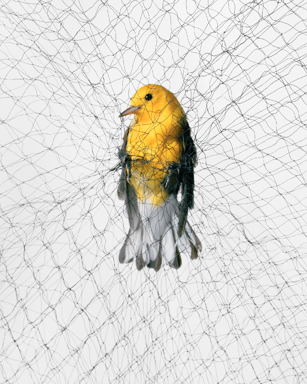 yellow bird caught in a net

yellow bird caught in a net

photographs by todd forsgren

do not use, only for cosmo feature use