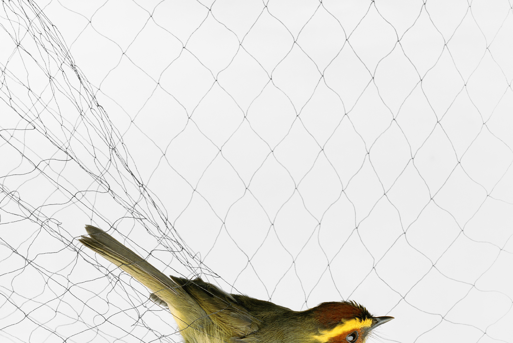 small bird caught in a net

yellow bird caught in a net

photographs by todd forsgren

do not use, only for cosmo feature use