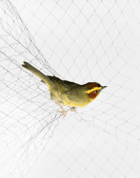 small bird caught in a net    yellow bird caught in a net    photographs by todd forsgren    do not use, only for cosmo feature use